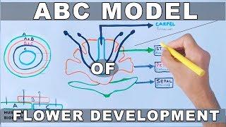 ABC Model of Flower Development