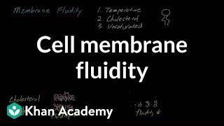 Cell membrane fluidity | Cells | MCAT | Khan Academy