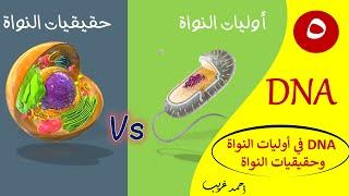 DNA في أوليات النواة وحقيقيات النواة - تكثيف DNA / أحياء الصف الثالث الثانوي / أحمد غريب