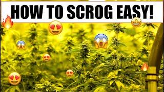 TRIPLE YIELD WITH SCROG (Full Guide) | BEGINNER TUTORIAL EASY!