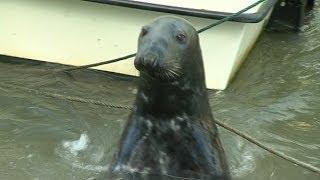 Sammy the Seal makes a Splash in Wicklow Town