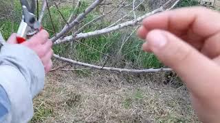 Kif tiżbor ħawħa (pruning peaches)