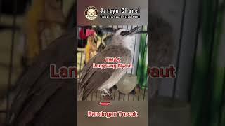 suara burung trucuk memanggil jantan #birdsong #suaratrucukanfullropel #shorts #kicaumanianusantara