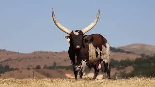 Ankole Bull Mufasa