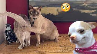 Funniest Cats And Dogs Videos  - Best Funny Animal Videos 2024 #9
