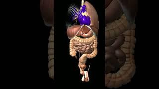 Human Body Anatomy 3d Animations |Human Body parts 3d Animations
