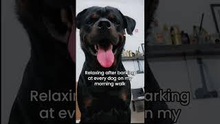 #dog #dogbreed #rotter #rottweiller #rottweilerrottweiler #puppy #rottie #pets #doglover #rottwiler