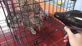 Review Hair Dryer Grooming Kucing Dirumah | WAJIB PUNYA