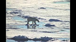 Rossøya Polar Bear Encounter time laps