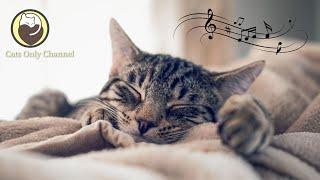 Peaceful Music to Relax and Calm Cats - Calming Sleep Music