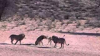 Two male lions vs one male lion