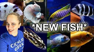 BIG FISH SHIPMENT - African Cichlids (Malawi + Tanganyika) - American Cichlids - Bettas