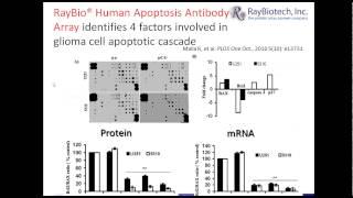 Antibody Arrays Used in Research