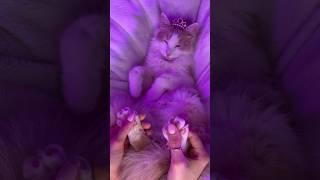 Кошка провела день в SPA #cat #catcosplay #asmr