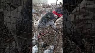 Bagnan pigeon Loft visit ll Howrah uluberia Pigeon market || hi friend desi pigeon ||Animal lover 96