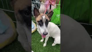 Mixed Breed Dog For Adoption - 1 Year, Lily  from Petaling Jaya, Selangor