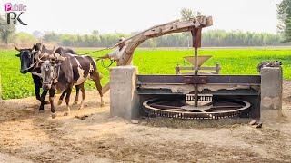 Old Technology for wheat flouring || Flour Machine Operating With Oxen || bull powered