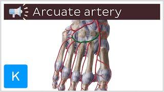 Arcuate artery | Anatomical Terms Pronunciation by Kenhub