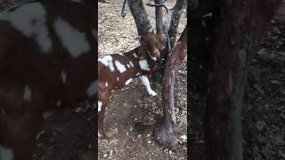 My goats don’t really get the whole “staying alive thing”  #farmlife #goats #homesteading