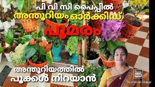 ഓർക്കിഡ്, ആന്തൂറിയം പൂമരം, PVC പൈപ്പിൽ അടിപൊളി ഫ്ലവർ ടവർ,Best potting mix of Anthurium, Orchid plant