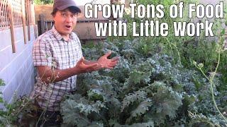 How to Grow an Enormous Vegetable Garden with Very Little Work