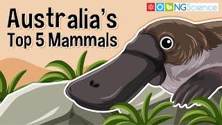 Australia's Top 5 Mammals