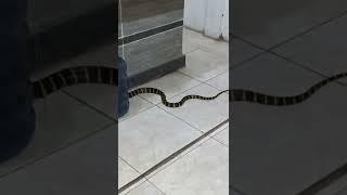 ngeriiii dan berbahaya,  detik2 ular weling menerkam king cobra