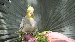 Cockatiel Companion 2020 | 30 Minutes of Sounds for your Tiel