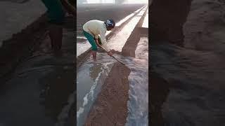 खेत में पानी देने का तरीका  #farming #indianfarmer #short