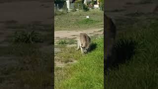 Kangaroo with joey eating grass