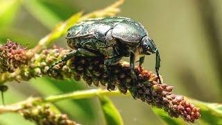 Жук «БРОНЗОВКА ЗОЛОТИСТАЯ» / Cetonia aurata