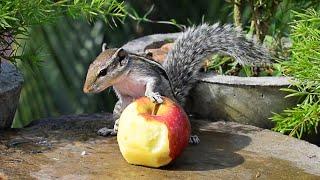 Cute Squirrel Eating An Apple || Cute Squirrel video || Squirrel Eating An Apple || Cute Sqiurrel