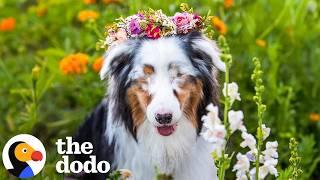 Dog With Mystery Illness Takes An Incredible Turn | The Dodo