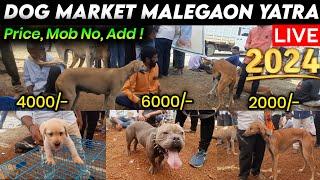 DOG MARKET MALEGAON YATRA 2024  || CHEAPEST DOG MARKET || NANDED