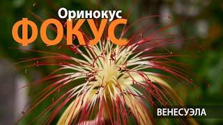 Фокус Оринокус | Эвристические ПутеШествия