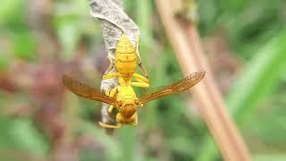 Yellow oriental paper wasp