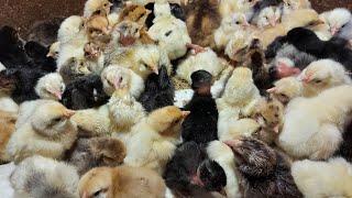 Выбираю цыплят из инкубатора! Сколько выведется из 400 яиц?