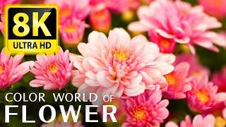 The Most Beautiful Flowers Collection 8K ULTRA HD / 8K TV - Relax With The Sounds Of Nature