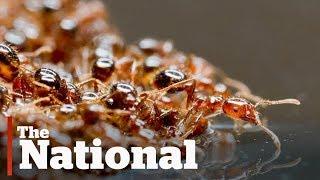 Fire ants form floating rafts to escape Texas floods