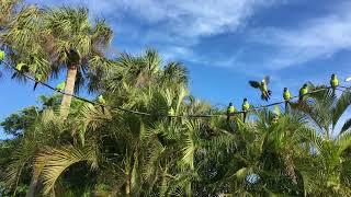 Nanday Parakeet | Aratinga Nenday