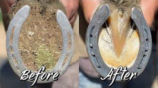 Farrier ASMR - Hoof Restoration - Satisfying