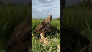 Eagle vs Eagle: Intense Battle in the Skies!  #EagleFight #EagleHunting #Wildlife"