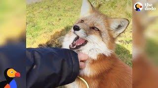 Rescued Fox Makes Friends With Everyone She Meets | The Dodo