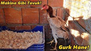 Hint Tavuğum Gurk Oldu!-/Küçük Jiletler Yolda!#Tekirdağ#civciv#horoz#ördek#tavuk