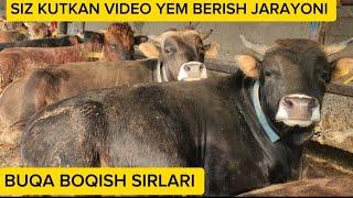 SIZ KUTKAN VIDEO, BUQA BOQISH SIRLARI