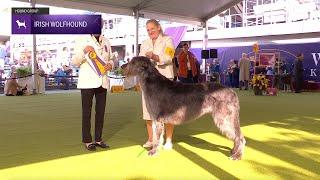 Irish Wolfhounds | Breed Judging 2024