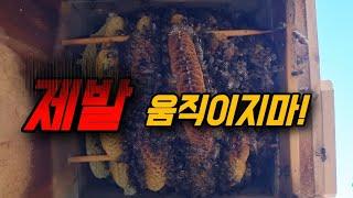 한겨울~토종벌통 문을 활짝열었습니다