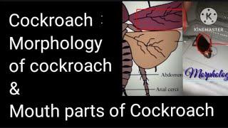 Zoology : Morphology of Cockroach #chockroachMorphology #morphology