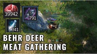 BDO Meat Gathering - Raw Edition - Behr Deer Rotation