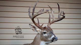 Making a Taxidermy Deer Mount 